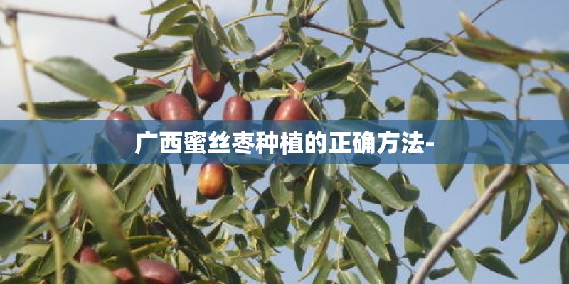 广西蜜丝枣种植的正确方法-