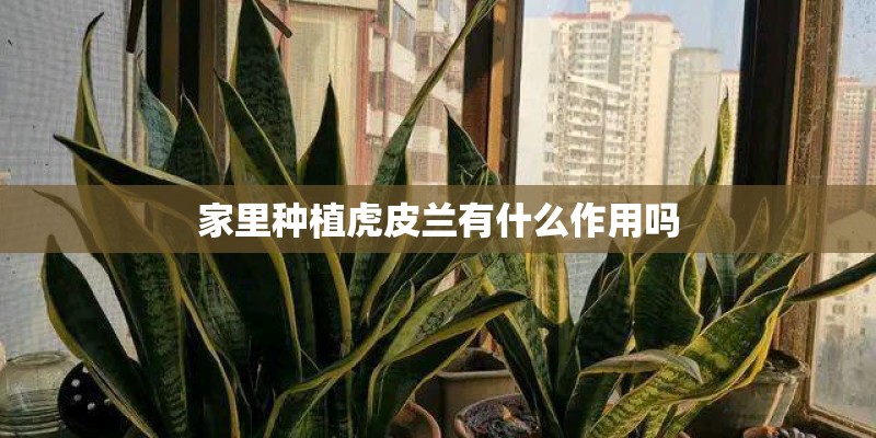 家里种植虎皮兰有什么作用吗