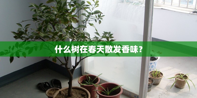 什么树在春天散发香味? 什么树在春天散发香味?