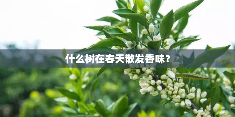 什么树在春天散发香味? 什么树在春天散发香味?