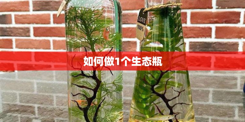 如何做1个生态瓶
