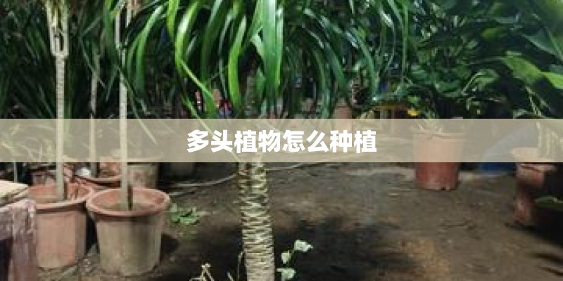多头植物怎么种植