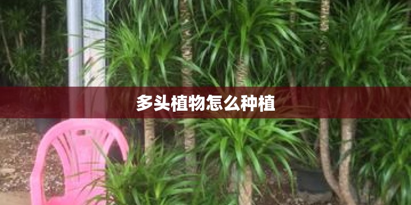 多头植物怎么种植