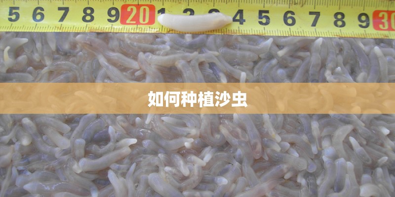 如何种植沙虫