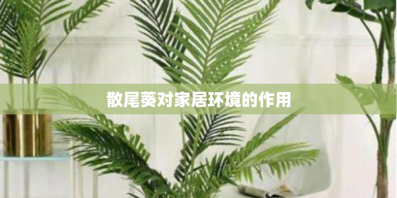 散尾葵对家居环境的作用