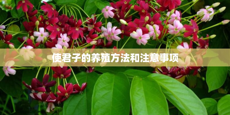 使君子的养殖方法和注意事项