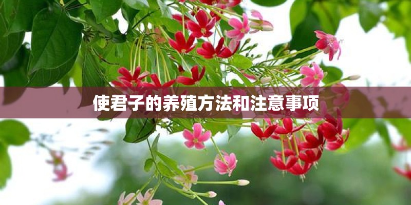 使君子的养殖方法和注意事项