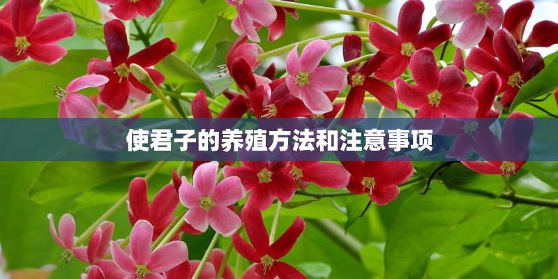 使君子的养殖方法和注意事项