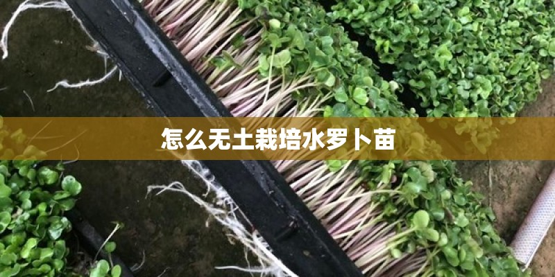 怎么无土栽培水罗卜苗