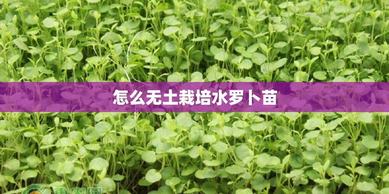 怎么无土栽培水罗卜苗