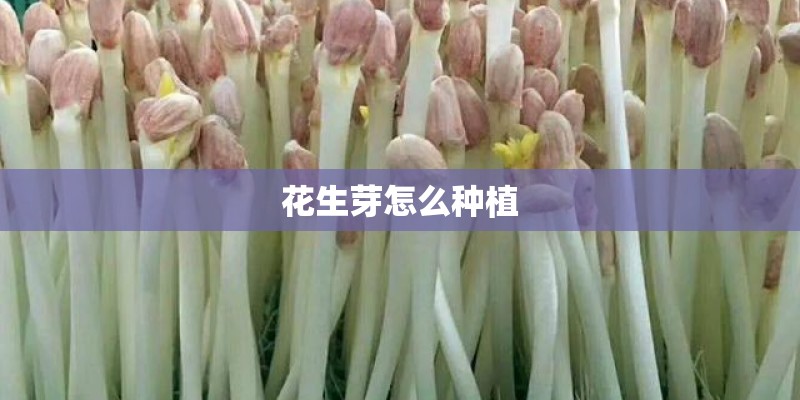 花生芽怎么种植