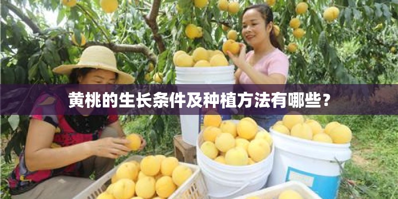 黄桃的生长条件及种植方法有哪些？