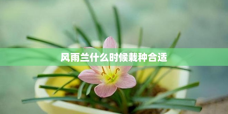 风雨兰什么时候栽种合适