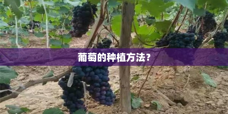 葡萄的种植方法？