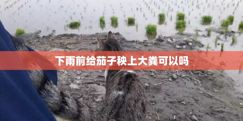 下雨前给茄子秧上大粪可以吗