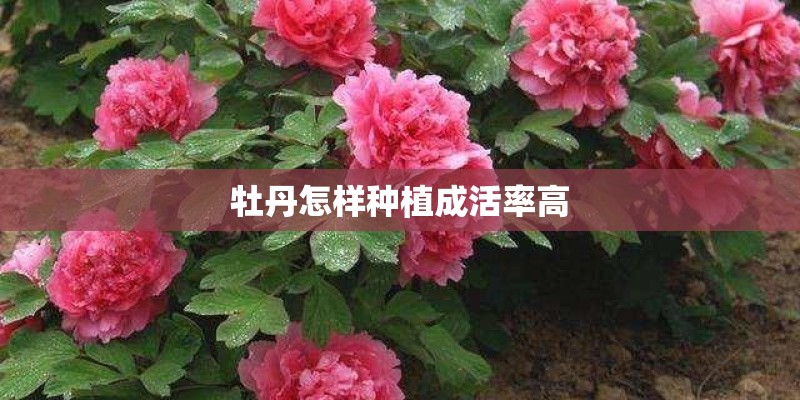 牡丹怎样种植成活率高