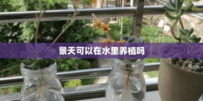 景天可以在水里养植吗