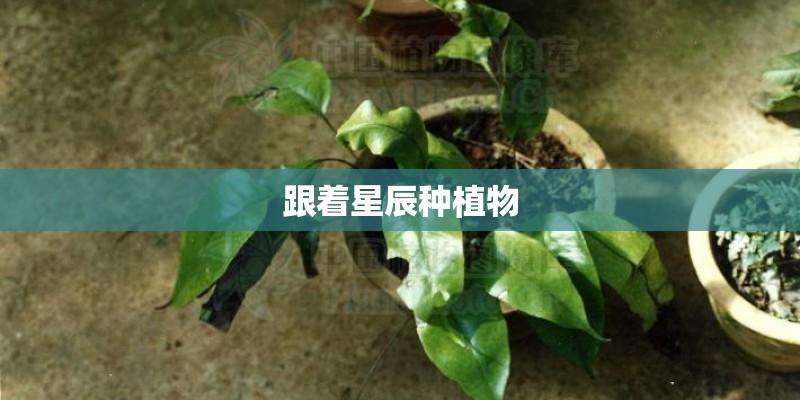 跟着星辰种植物