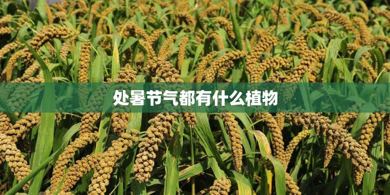 处暑节气都有什么植物