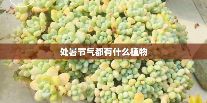 处暑节气都有什么植物