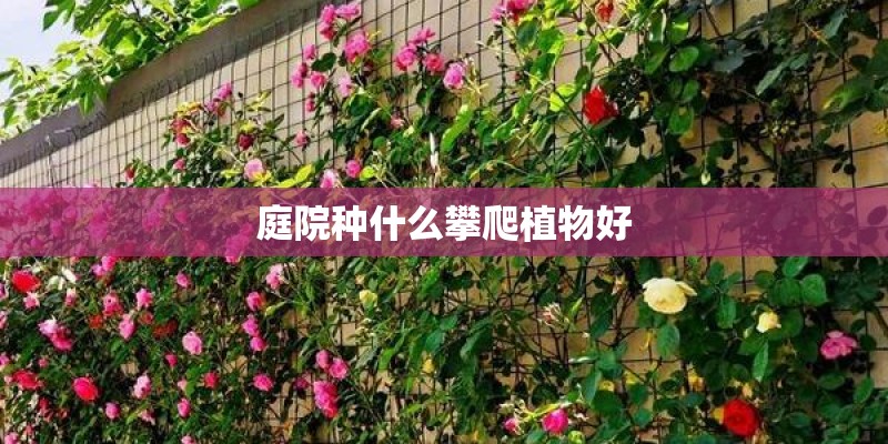 庭院种什么攀爬植物好