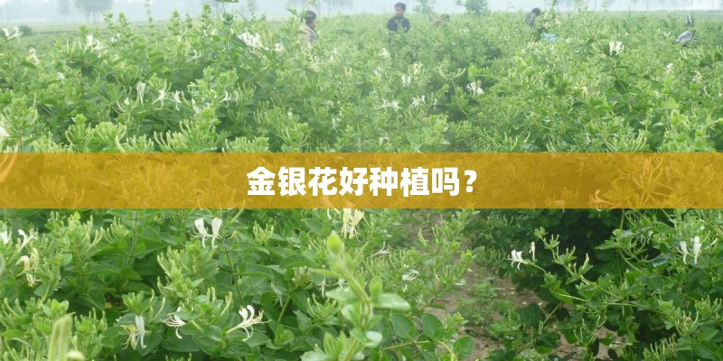 金银花好种植吗？