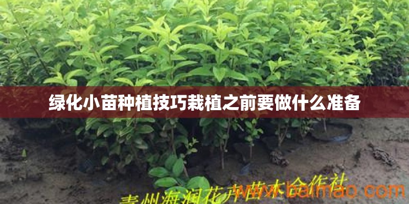 绿化小苗种植技巧栽植之前要做什么准备