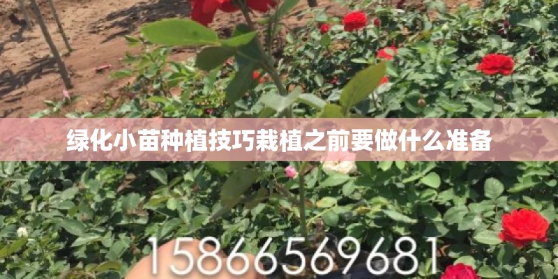 绿化小苗种植技巧栽植之前要做什么准备