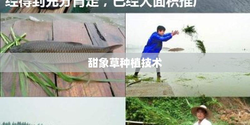 甜象草种植技术