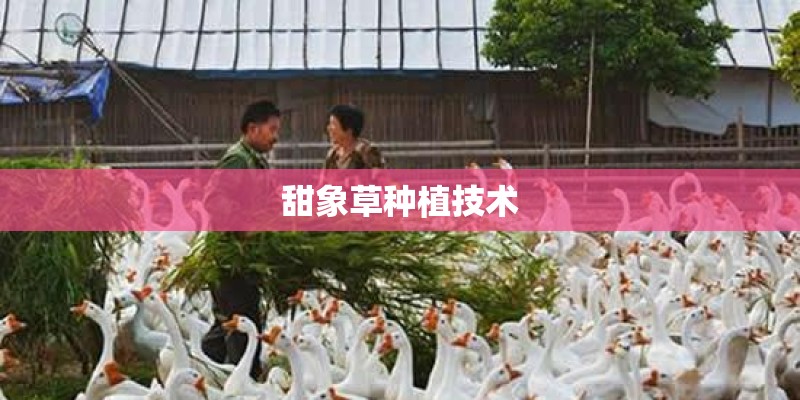 甜象草种植技术