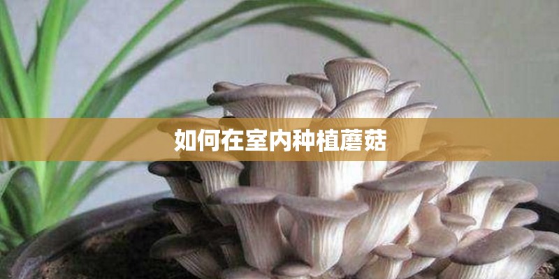 如何在室内种植蘑菇
