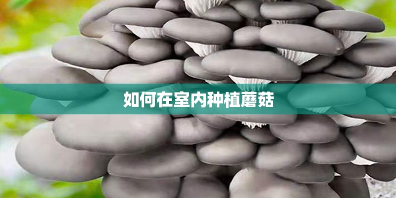 如何在室内种植蘑菇