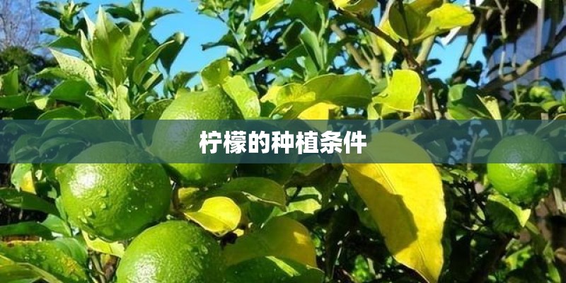 柠檬的种植条件