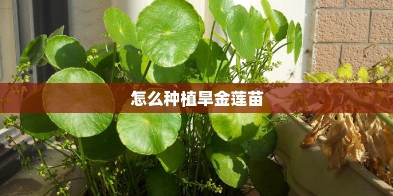 怎么种植旱金莲苗