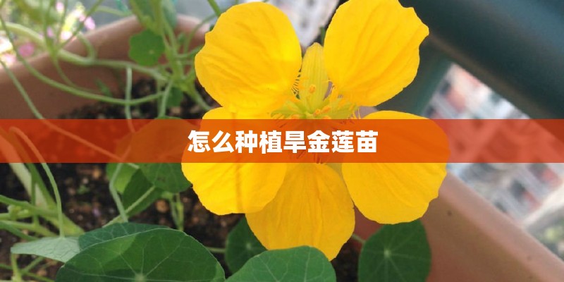 怎么种植旱金莲苗