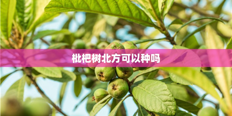 枇杷树北方可以种吗