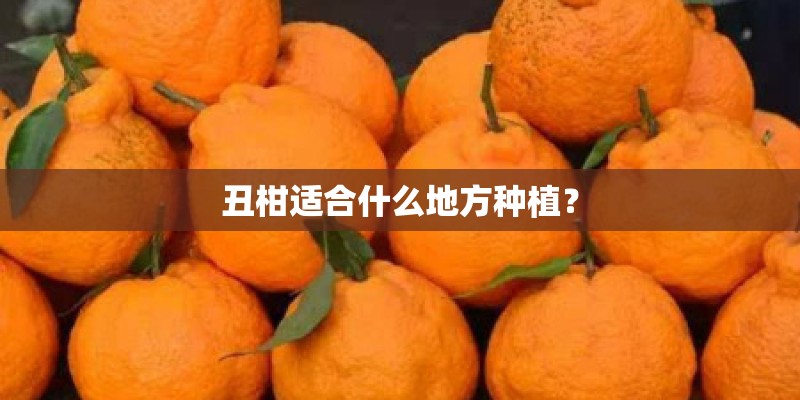 丑柑适合什么地方种植？