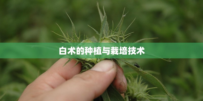 白术的种植与栽培技术