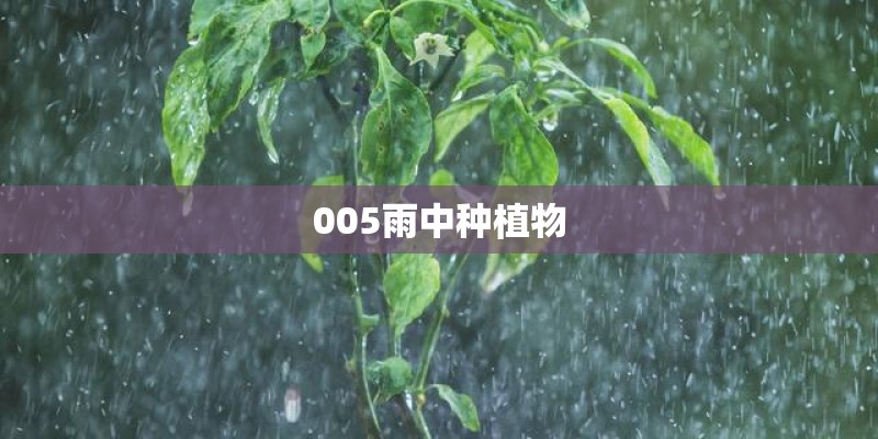 005雨中种植物