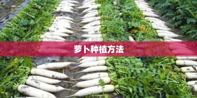 萝卜种植方法