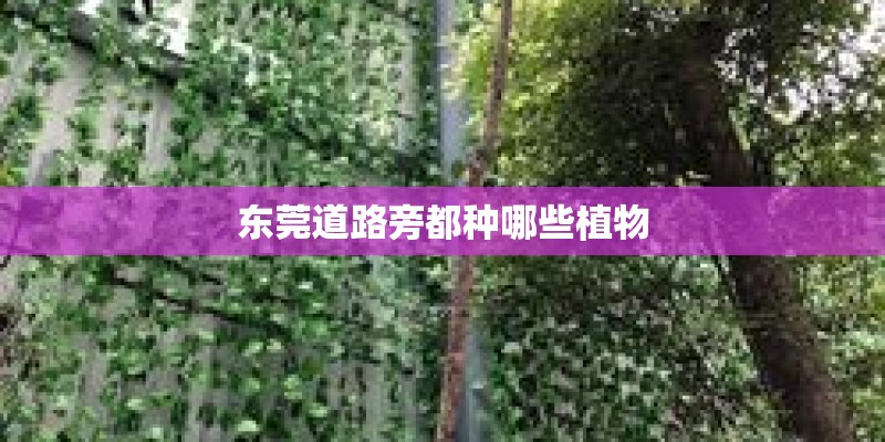 东莞道路旁都种哪些植物