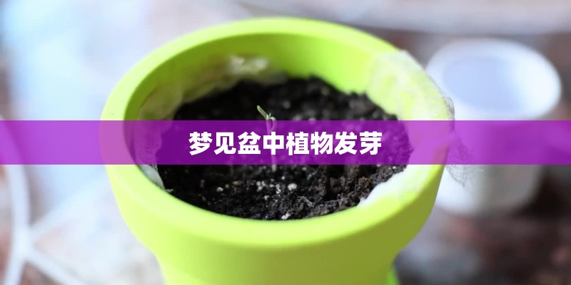 梦见盆中植物发芽