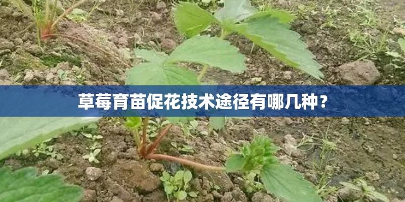 草莓育苗促花技术途径有哪几种？