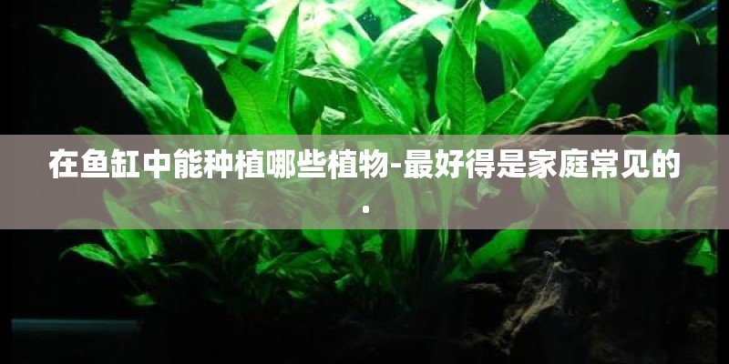 在鱼缸中能种植哪些植物-最好得是家庭常见的.