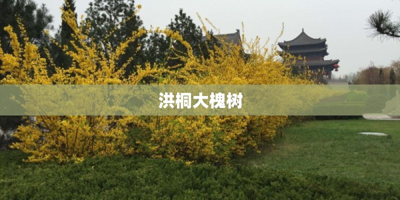 洪桐大槐树