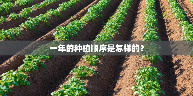 一年的种植顺序是怎样的？