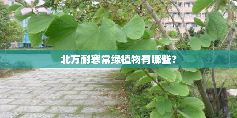 北方耐寒常绿植物有哪些？