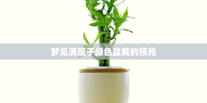 梦见满屋子绿色盆栽的预兆
