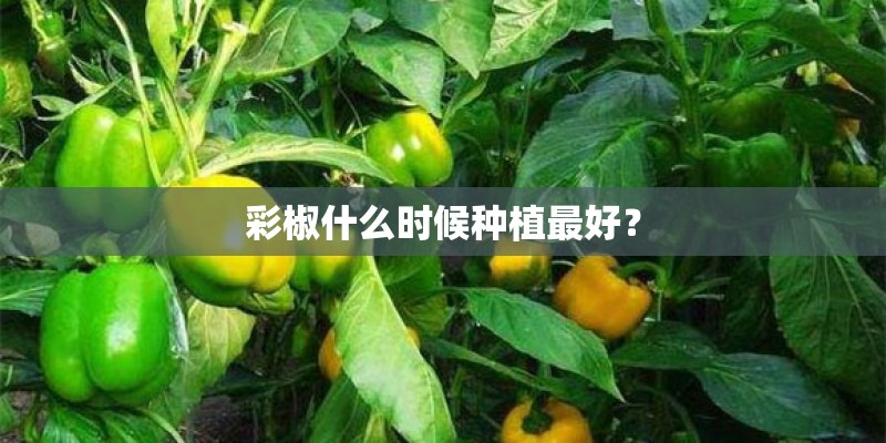 彩椒什么时候种植最好？