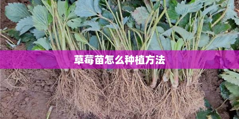 草莓苗怎么种植方法